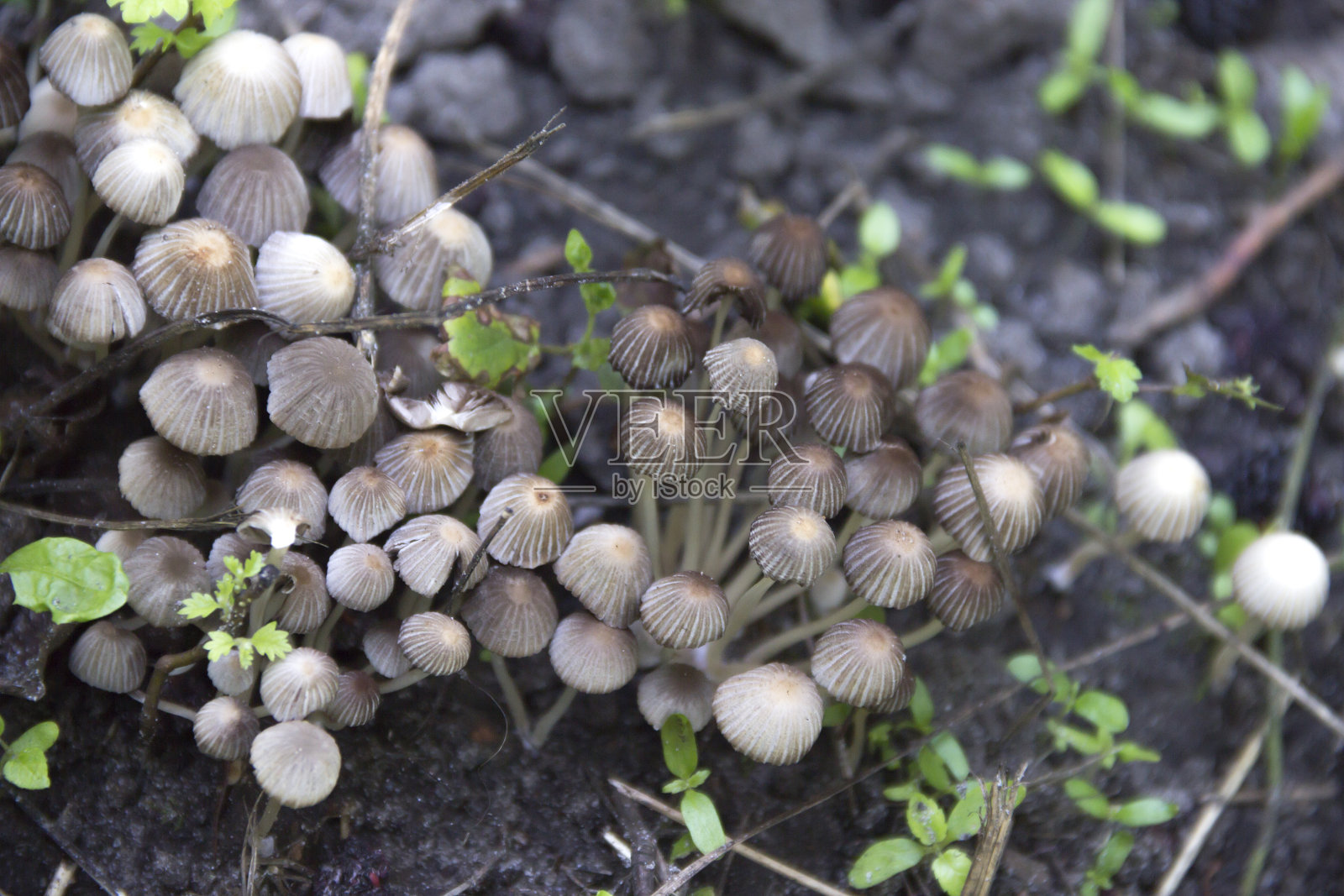 蘑菇照片摄影图片