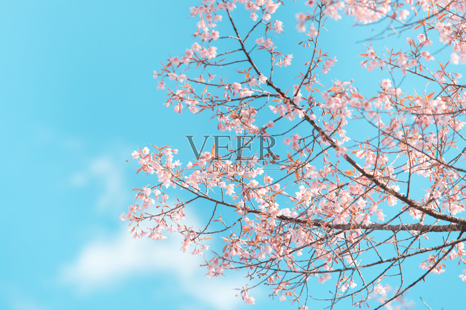 野生喜马拉雅樱春花照片摄影图片