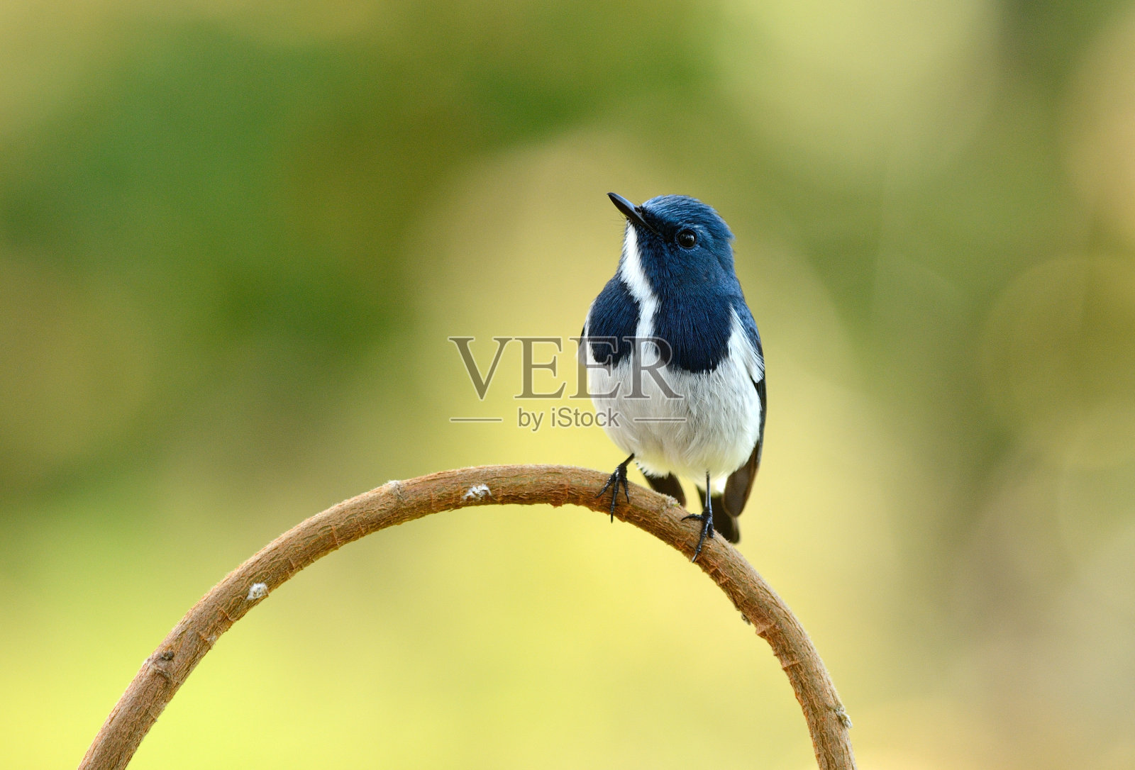 雄性天蓝色捕蝇草照片摄影图片