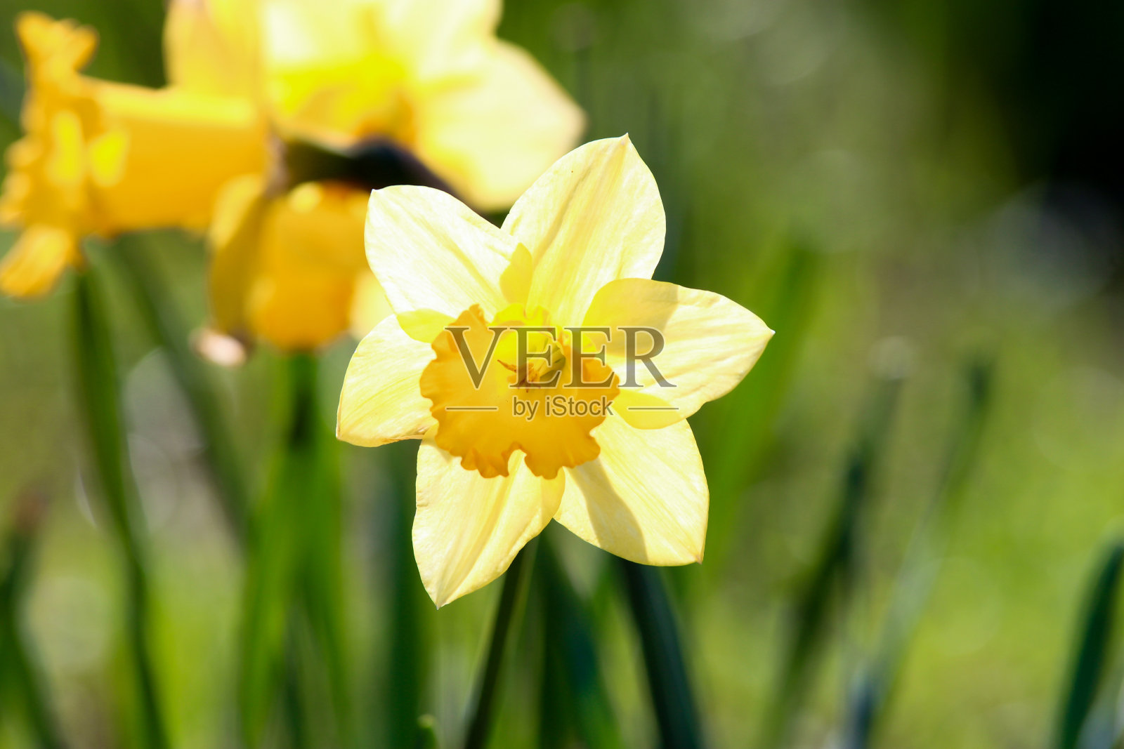 水仙在春天开花照片摄影图片