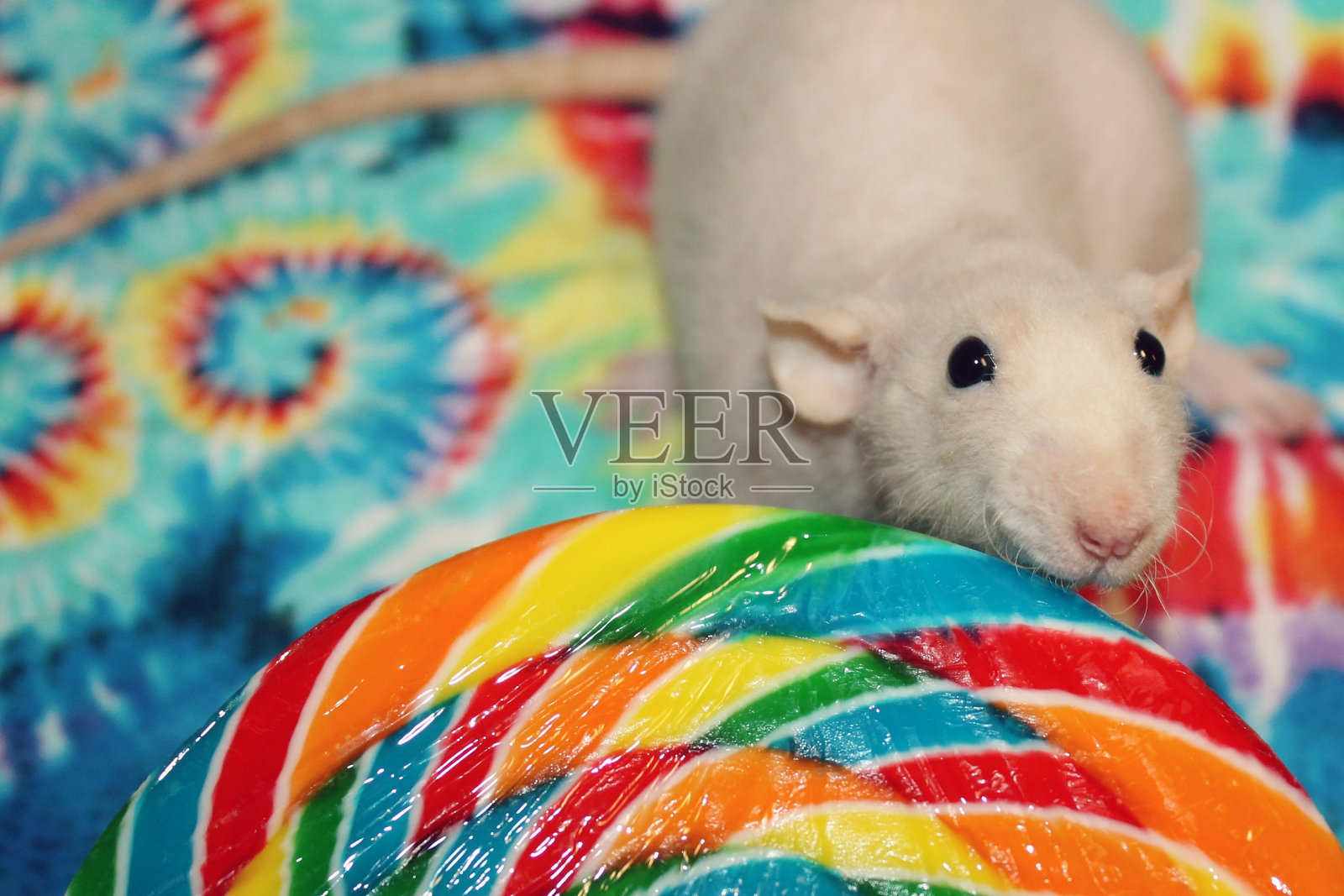 甜食的老鼠照片摄影图片