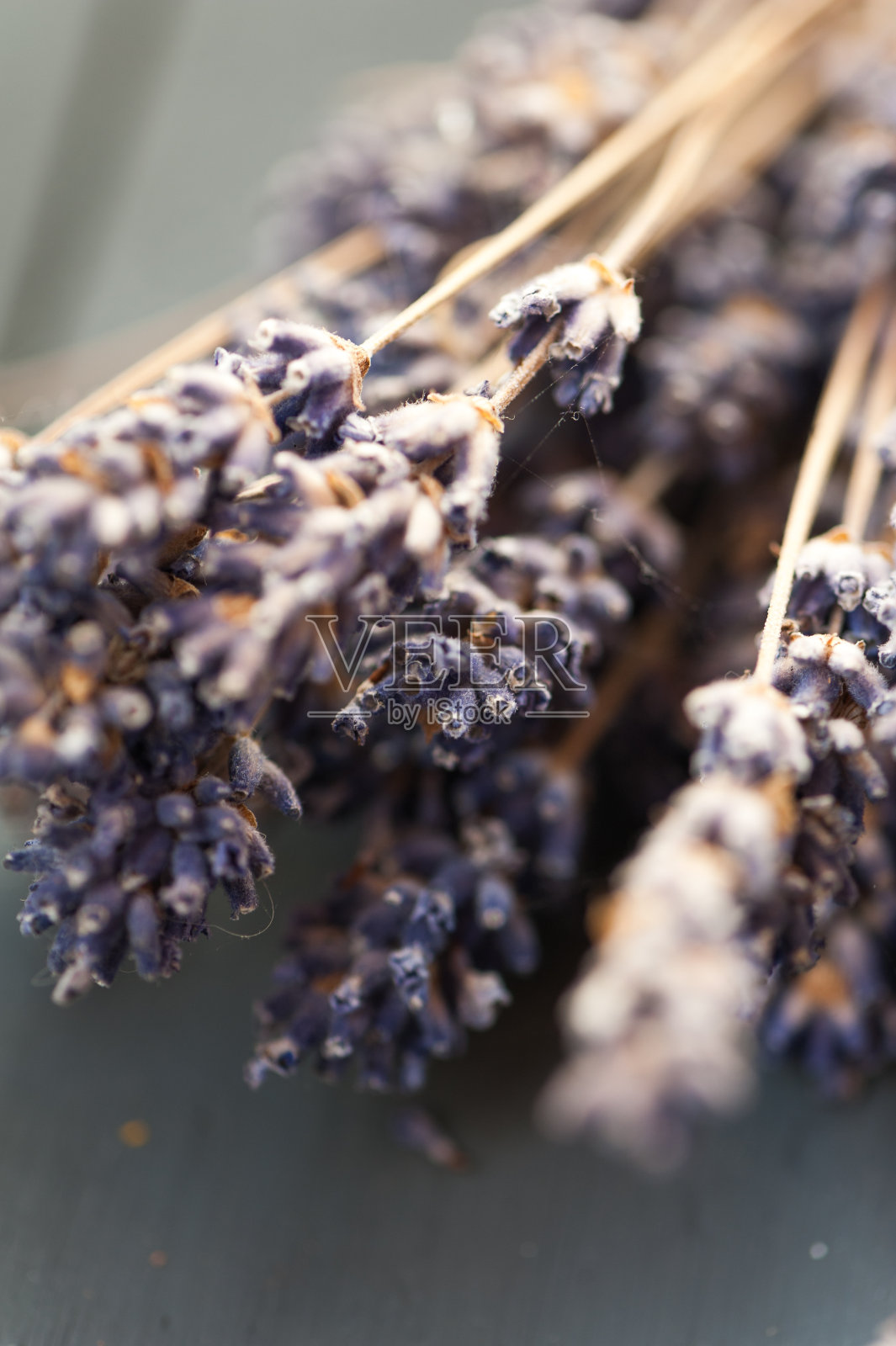 薰衣草照片摄影图片