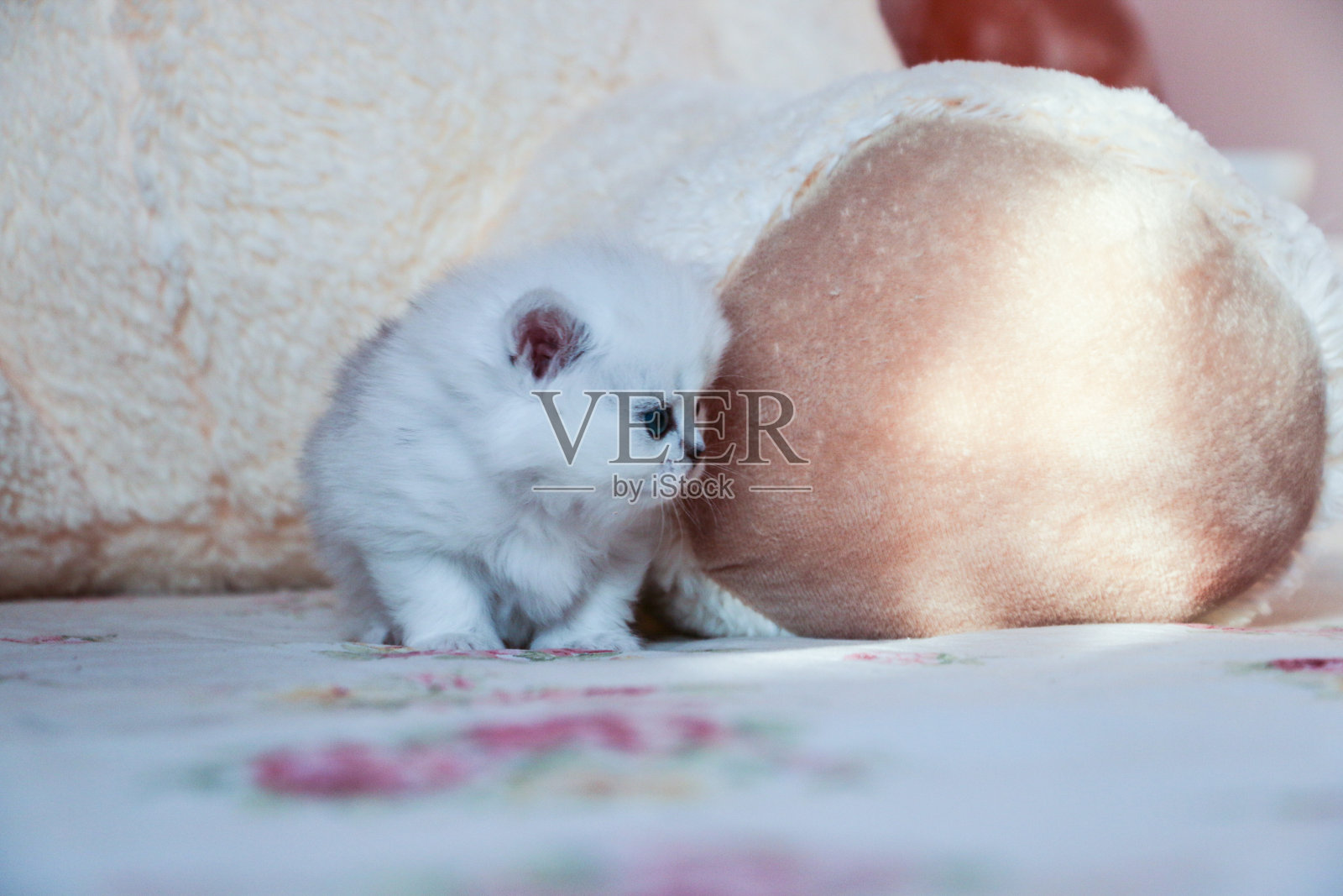 英国短毛白猫照片摄影图片