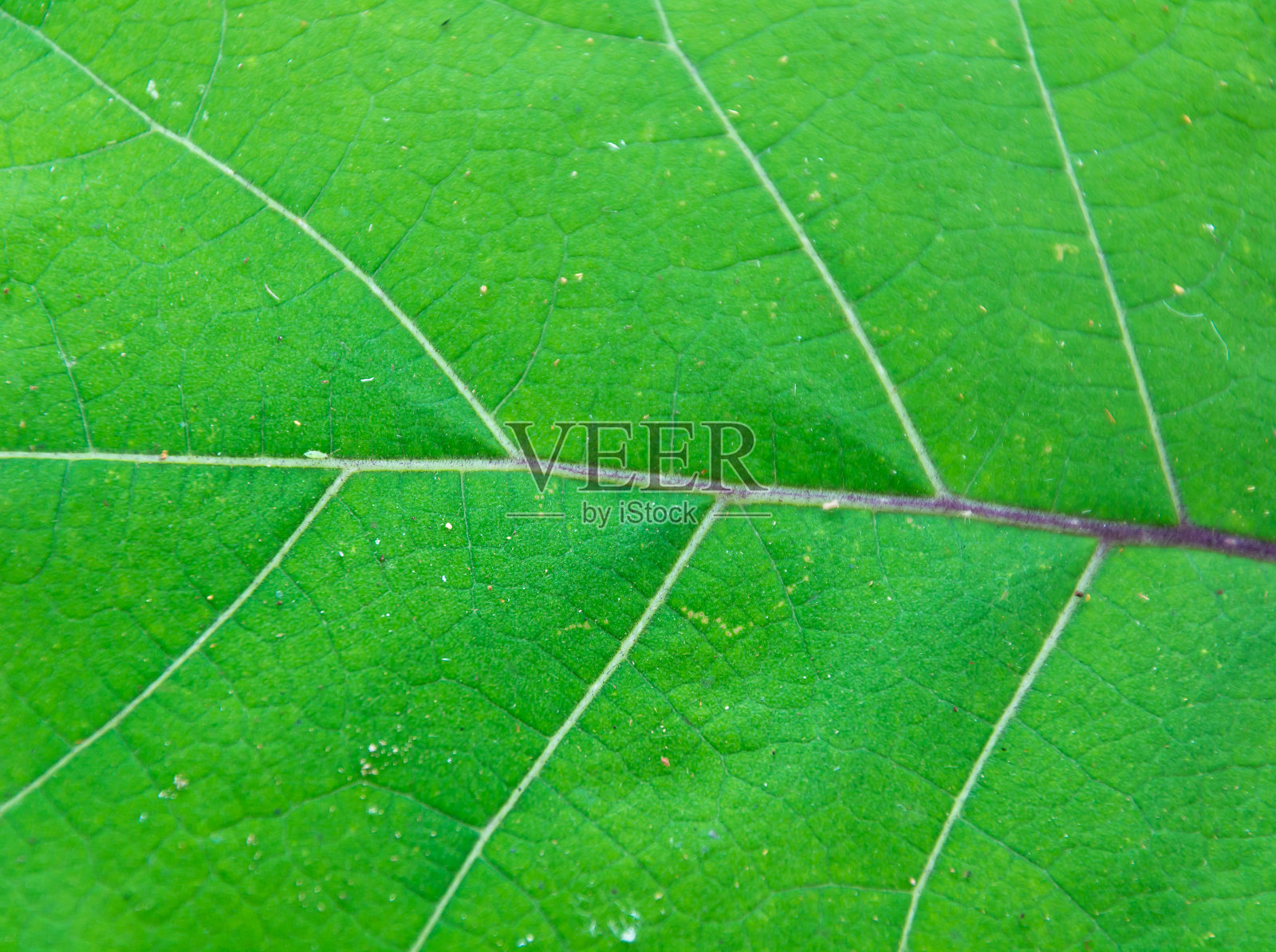 背景绿叶照片摄影图片