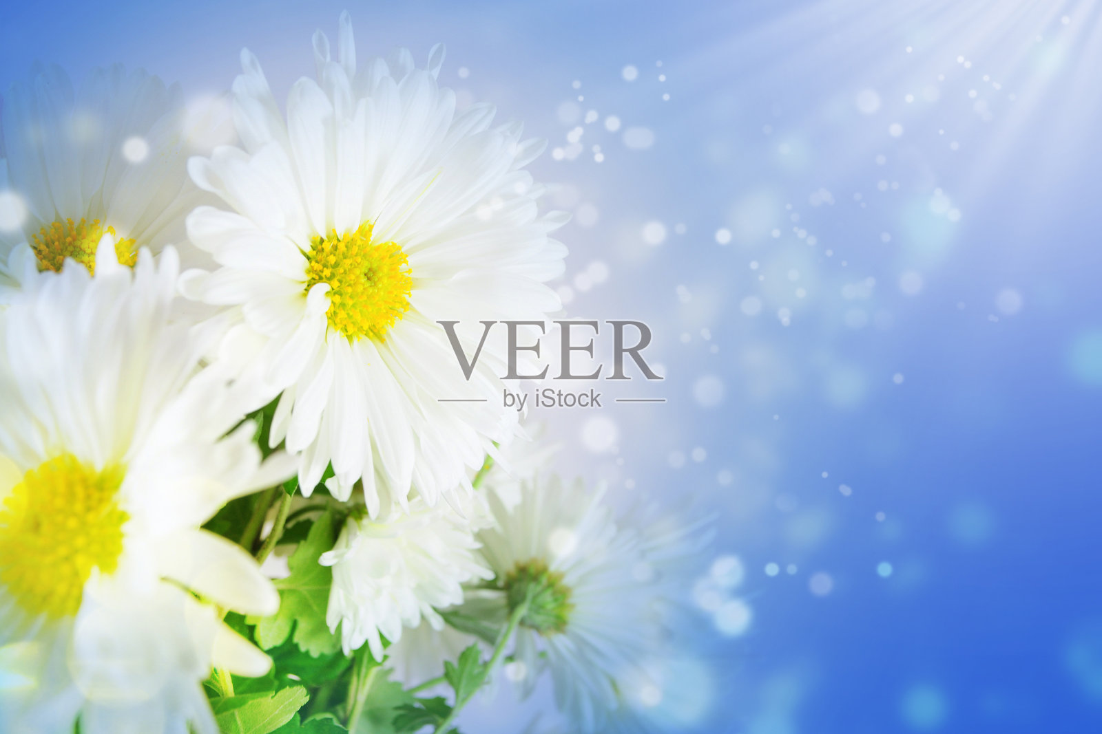 蓝天背景上的白色雏菊照片摄影图片