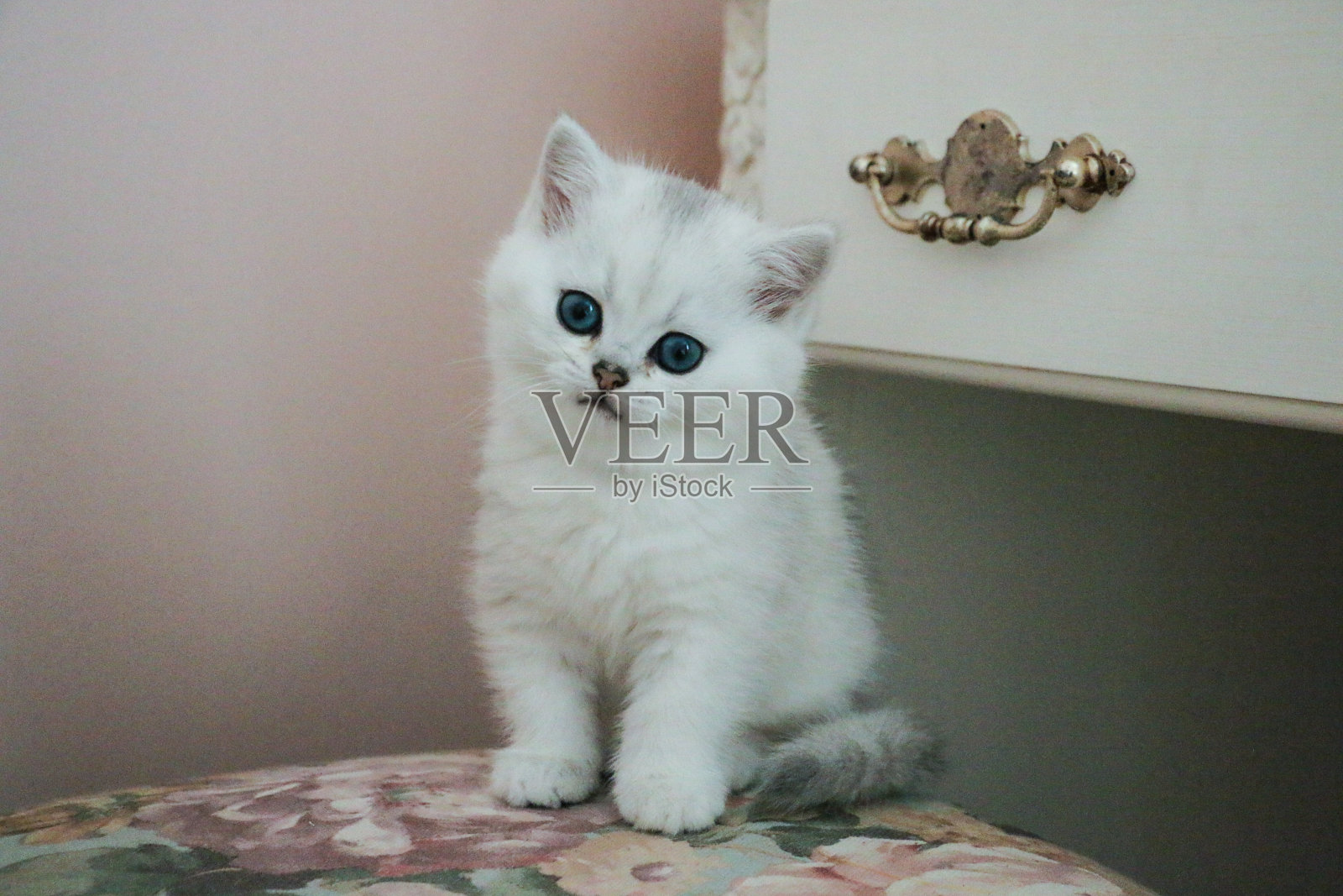 英国短毛白猫照片摄影图片