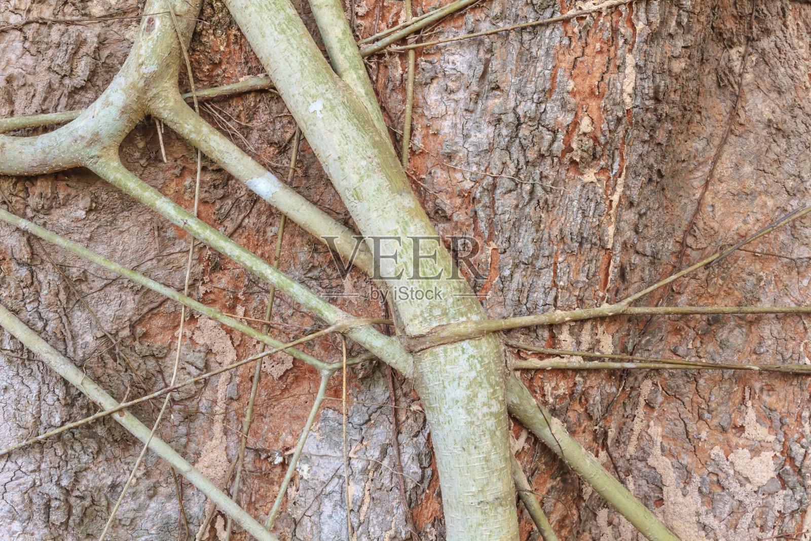 榕树的根。照片摄影图片