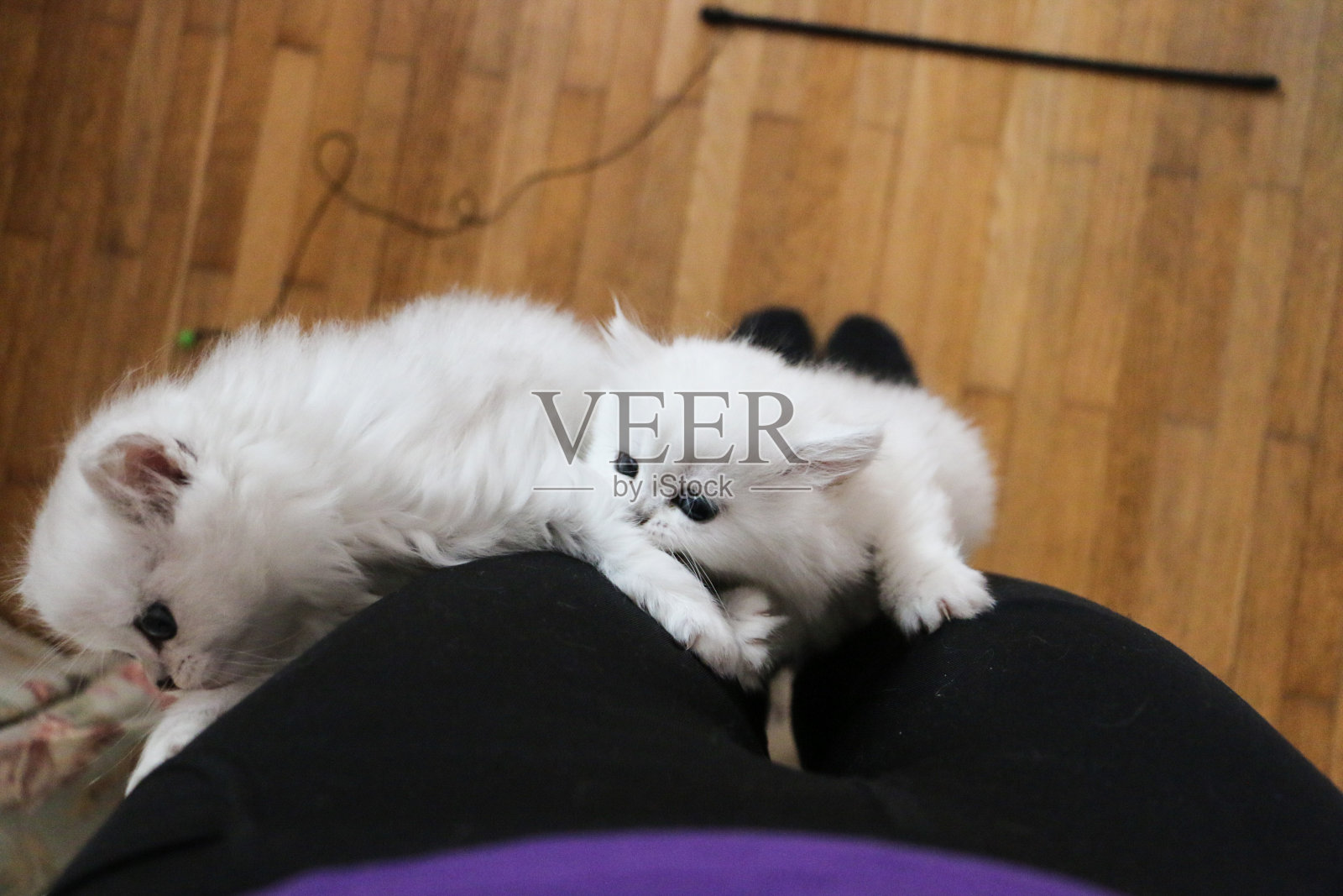 白色小猫英国短毛猫玩耍照片摄影图片