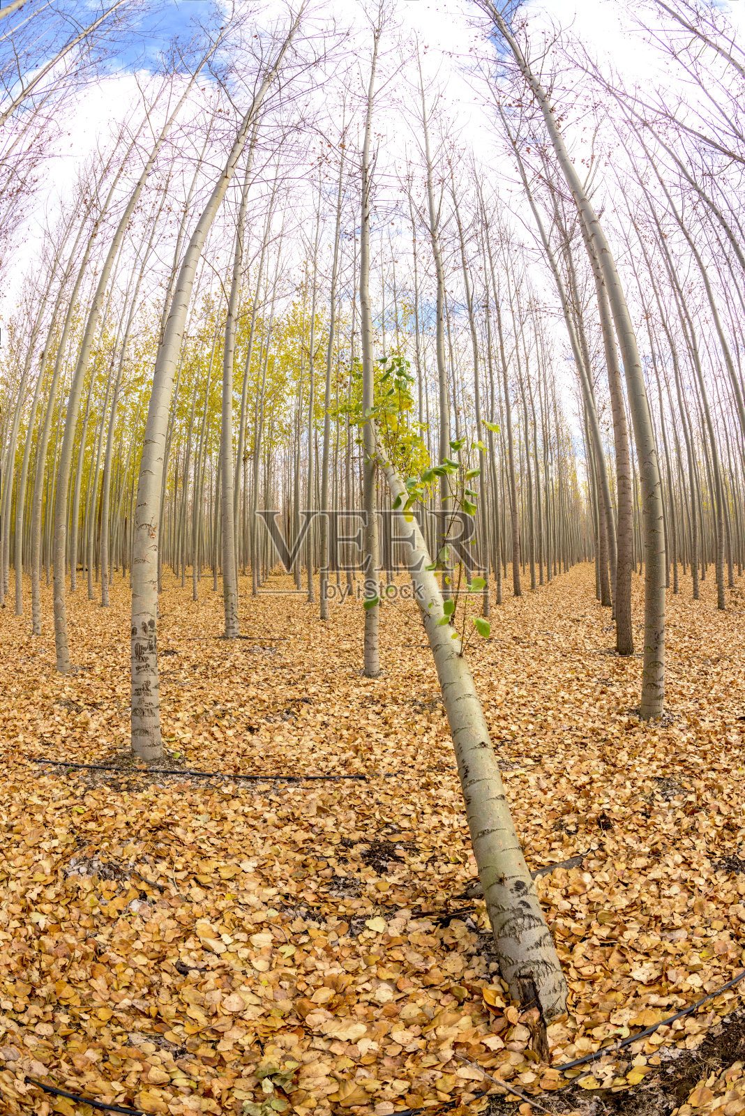 农场里的树都弯着腰照片摄影图片