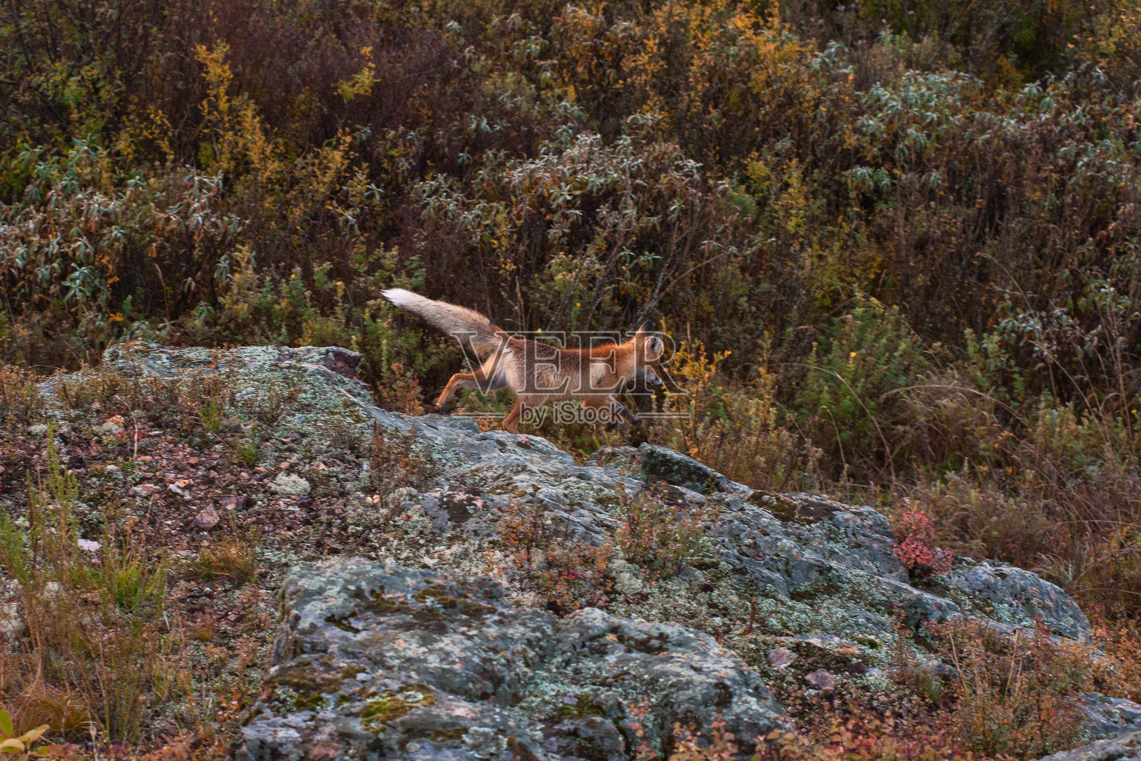 针叶林中的红狐照片摄影图片
