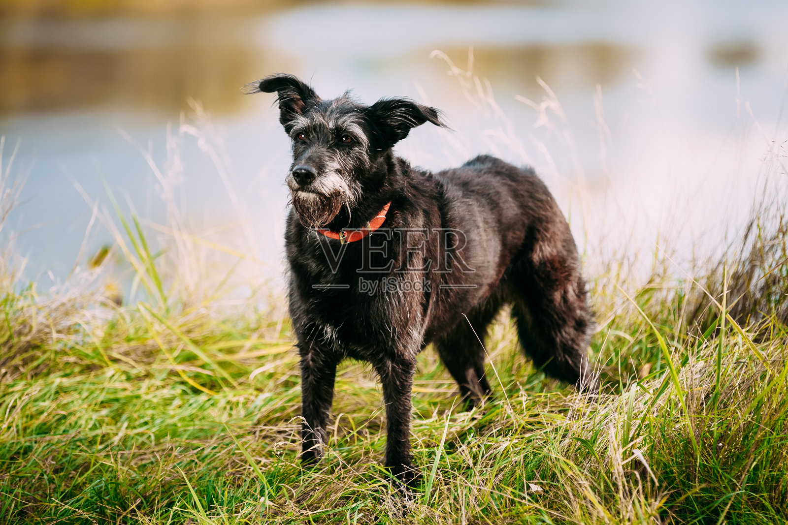 小黑狗在草地附近的河流，湖泊。夏天照片摄影图片