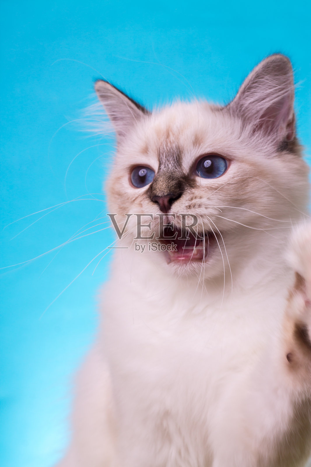 神圣的birma猫在蓝绿色的背景，孤立照片摄影图片