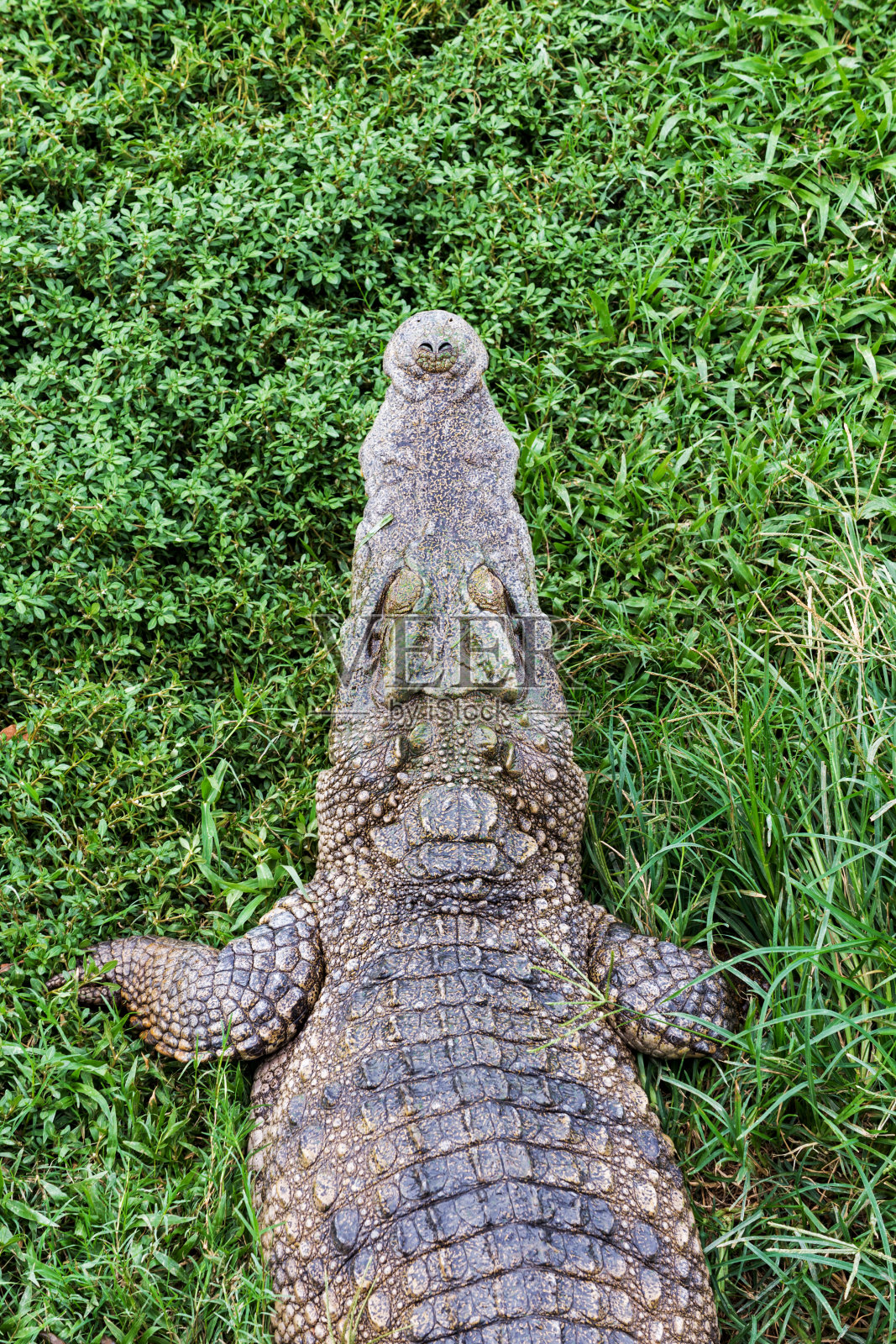 鳄鱼在草地上休息。照片摄影图片