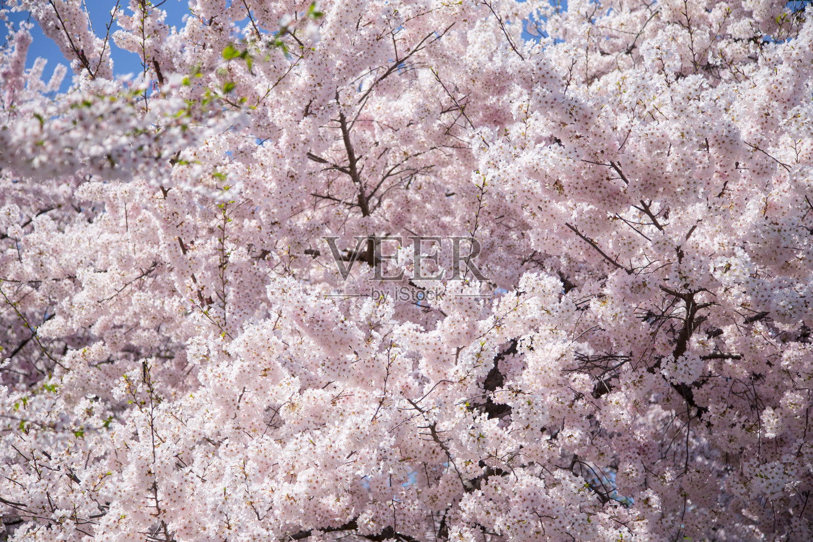 盛开的樱花照片摄影图片