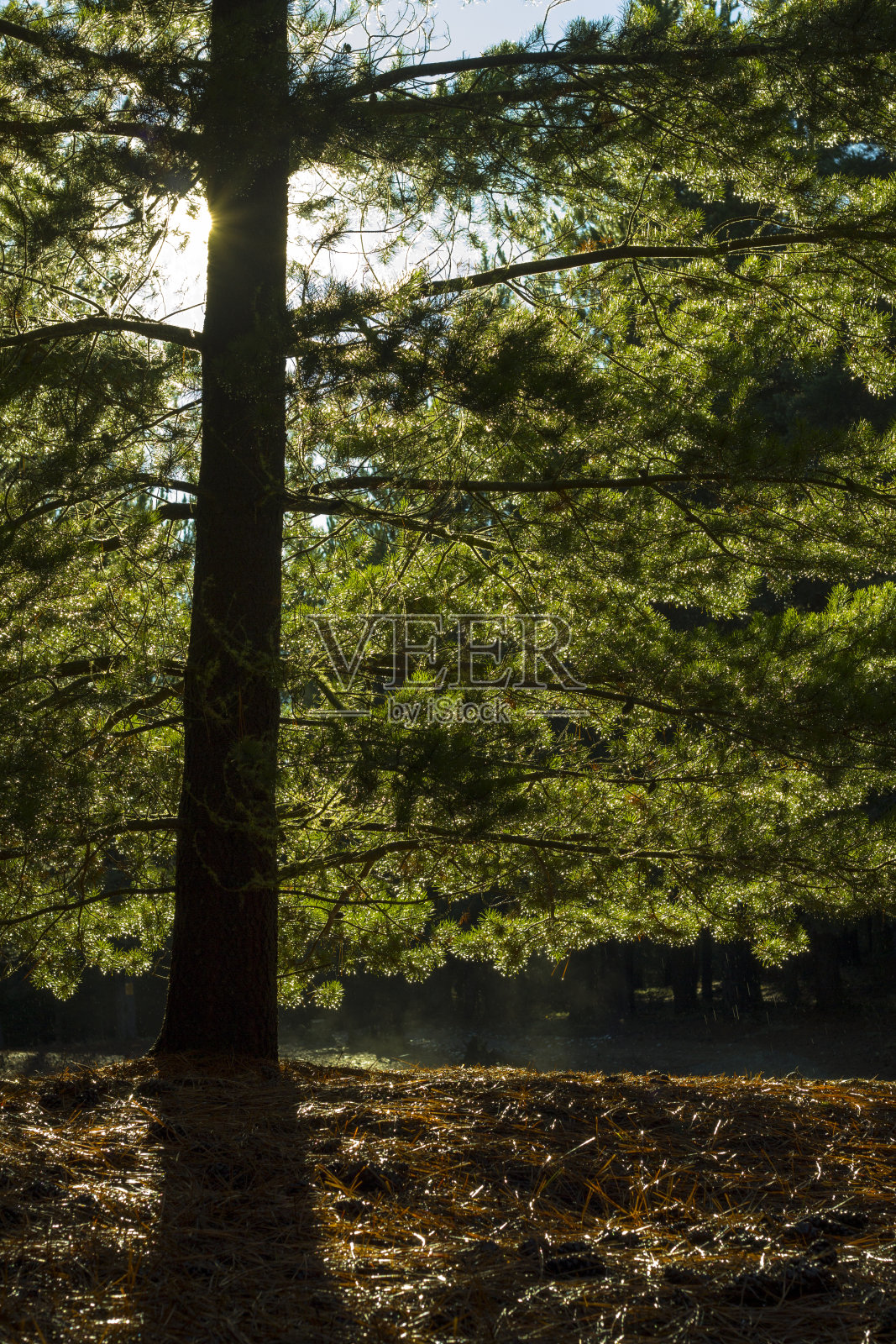雨后的松树照片摄影图片