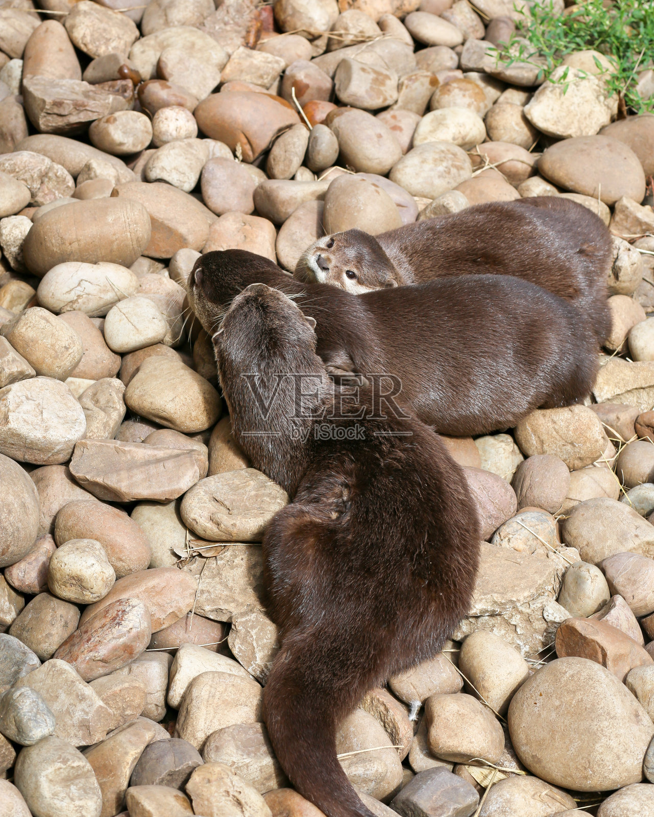 睡在岩石上的东方小爪水獭一家照片摄影图片