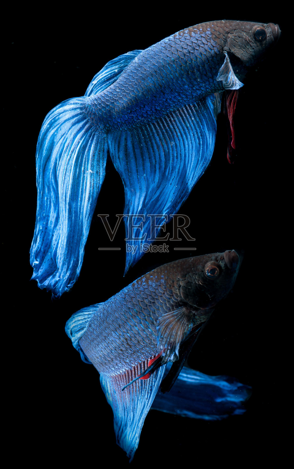 斗鱼在黑色的背景照片摄影图片
