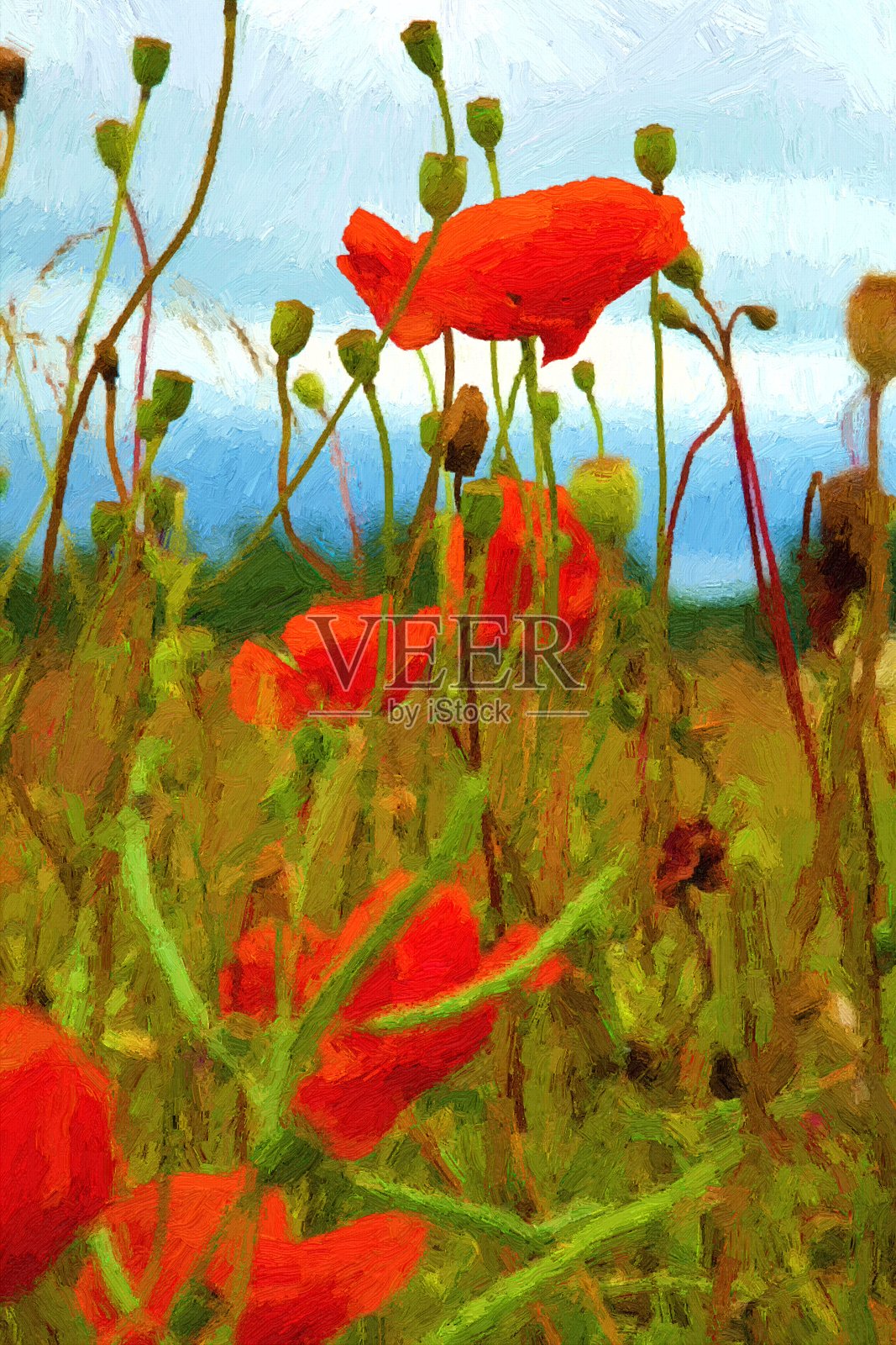 罂粟花田插画图片素材