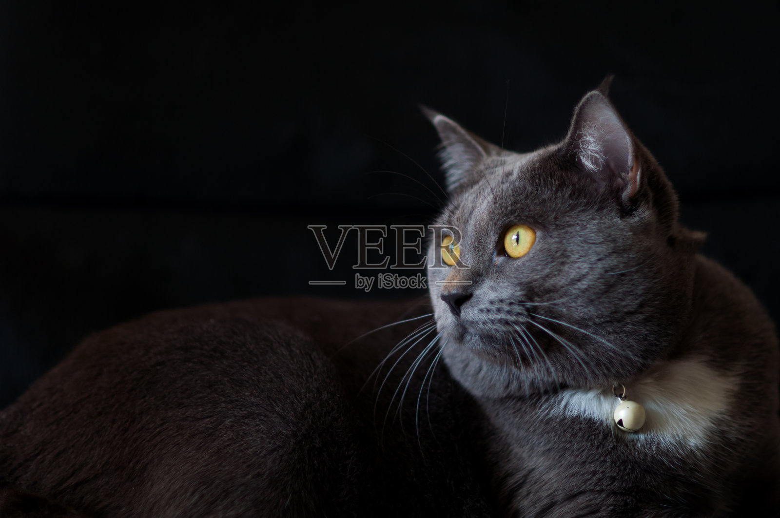 可怕的灰色的猫照片摄影图片