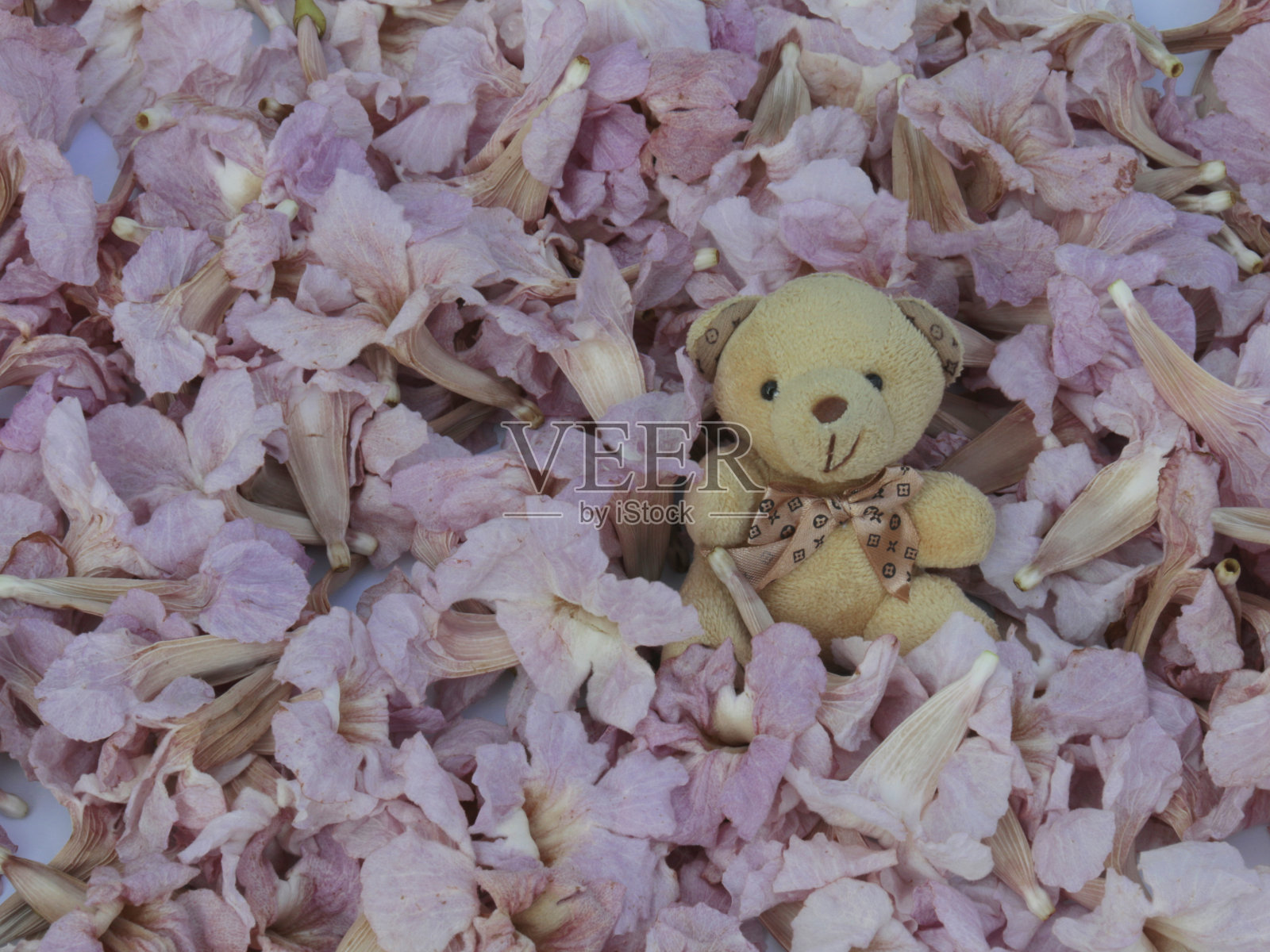 粉红Pantip照片摄影图片