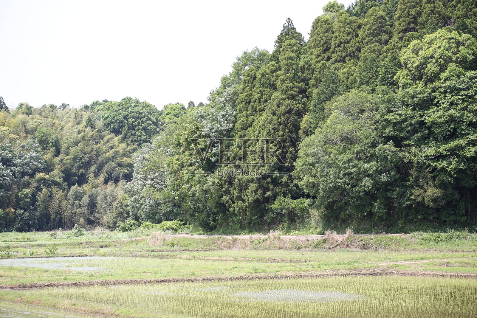 内山的风景。照片摄影图片