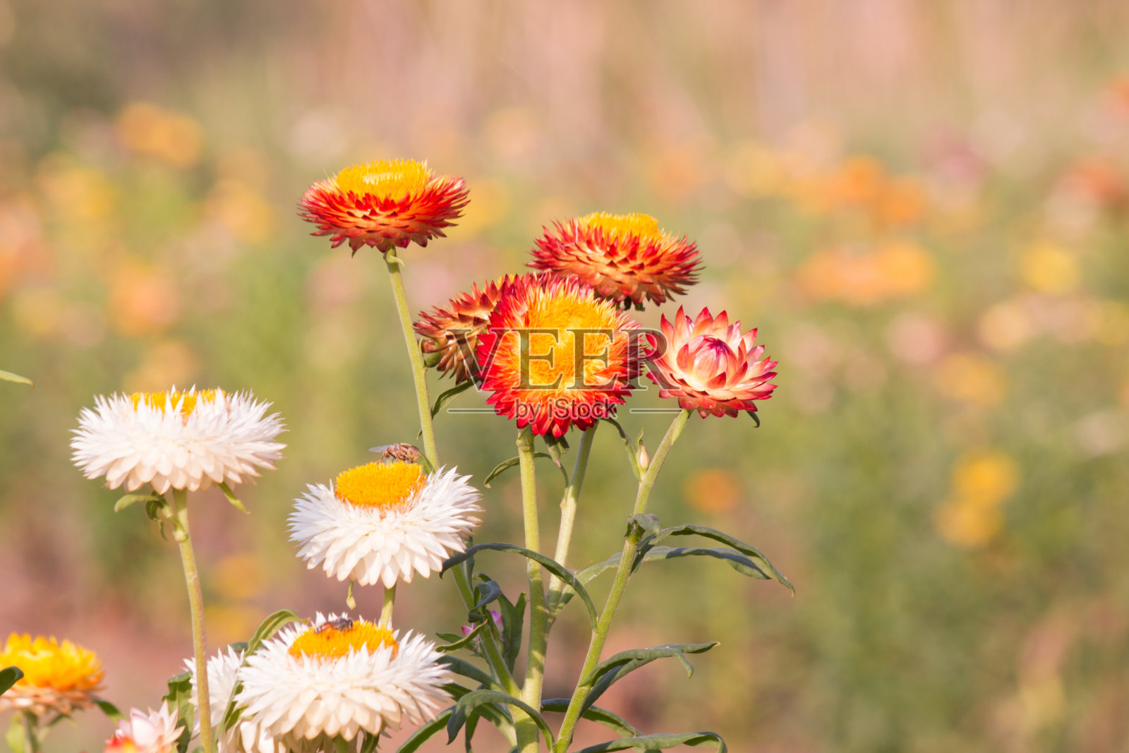 蜡菊照片摄影图片