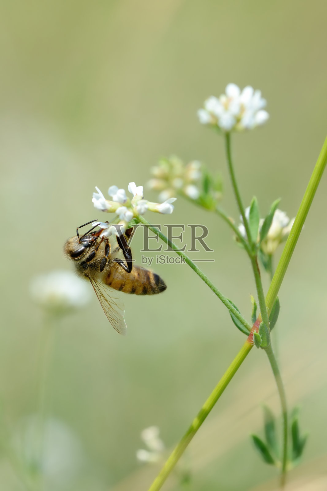 蜜蜂照片摄影图片