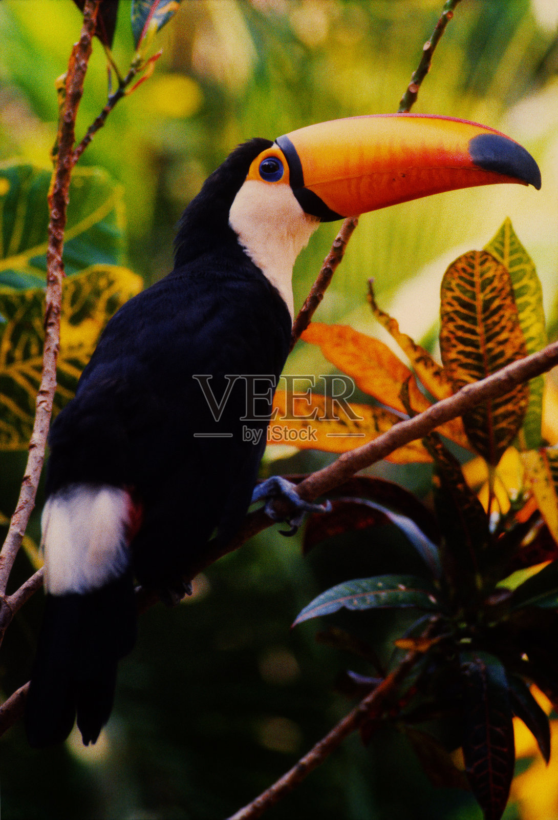巴西亚马逊森林的巨嘴鸟照片摄影图片