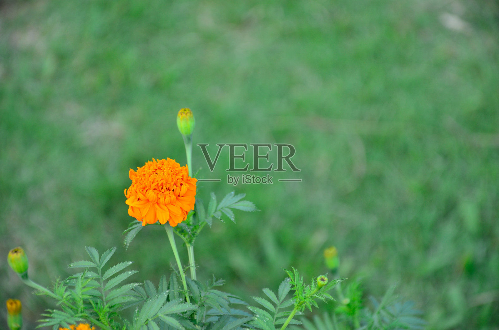 橘色花照片摄影图片