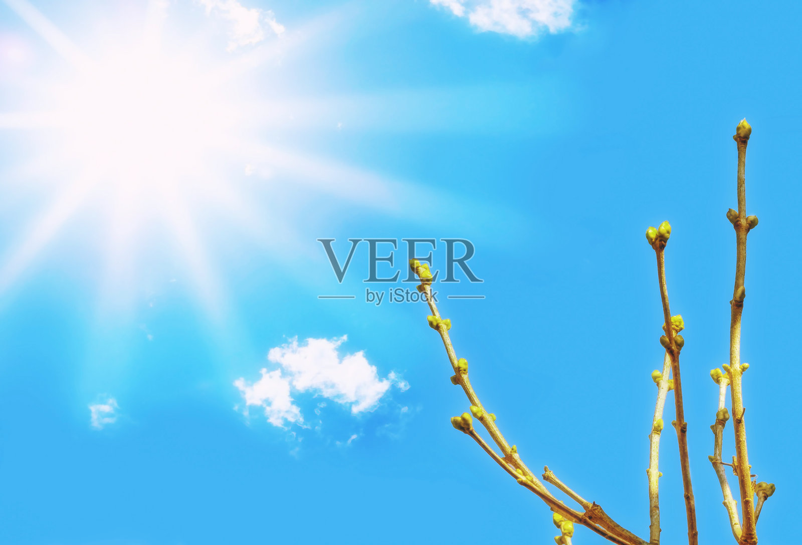 春天的植物在近处迎着天空发芽照片摄影图片