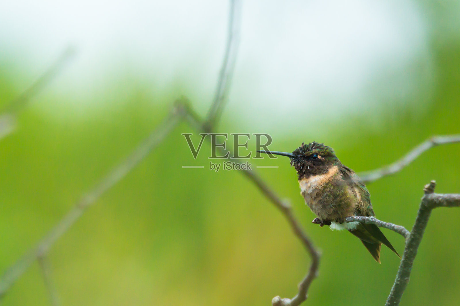 愤怒的湿蜂鸟照片摄影图片