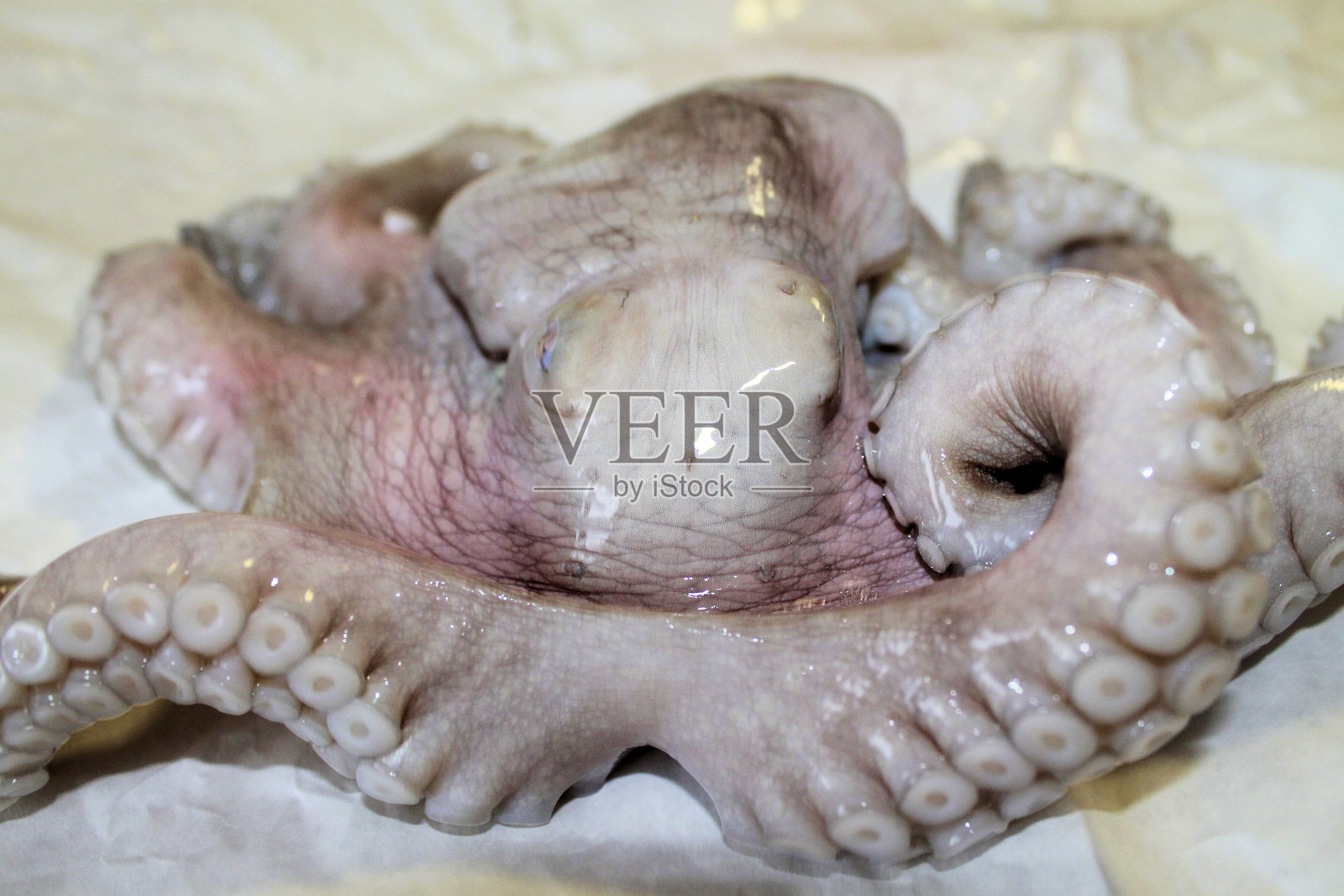 章鱼照片摄影图片