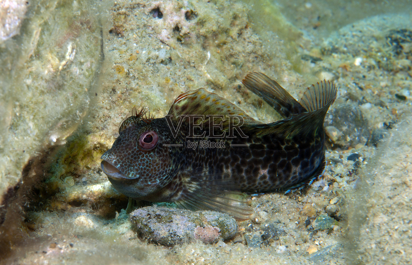 小鱼游到岩石上照片摄影图片