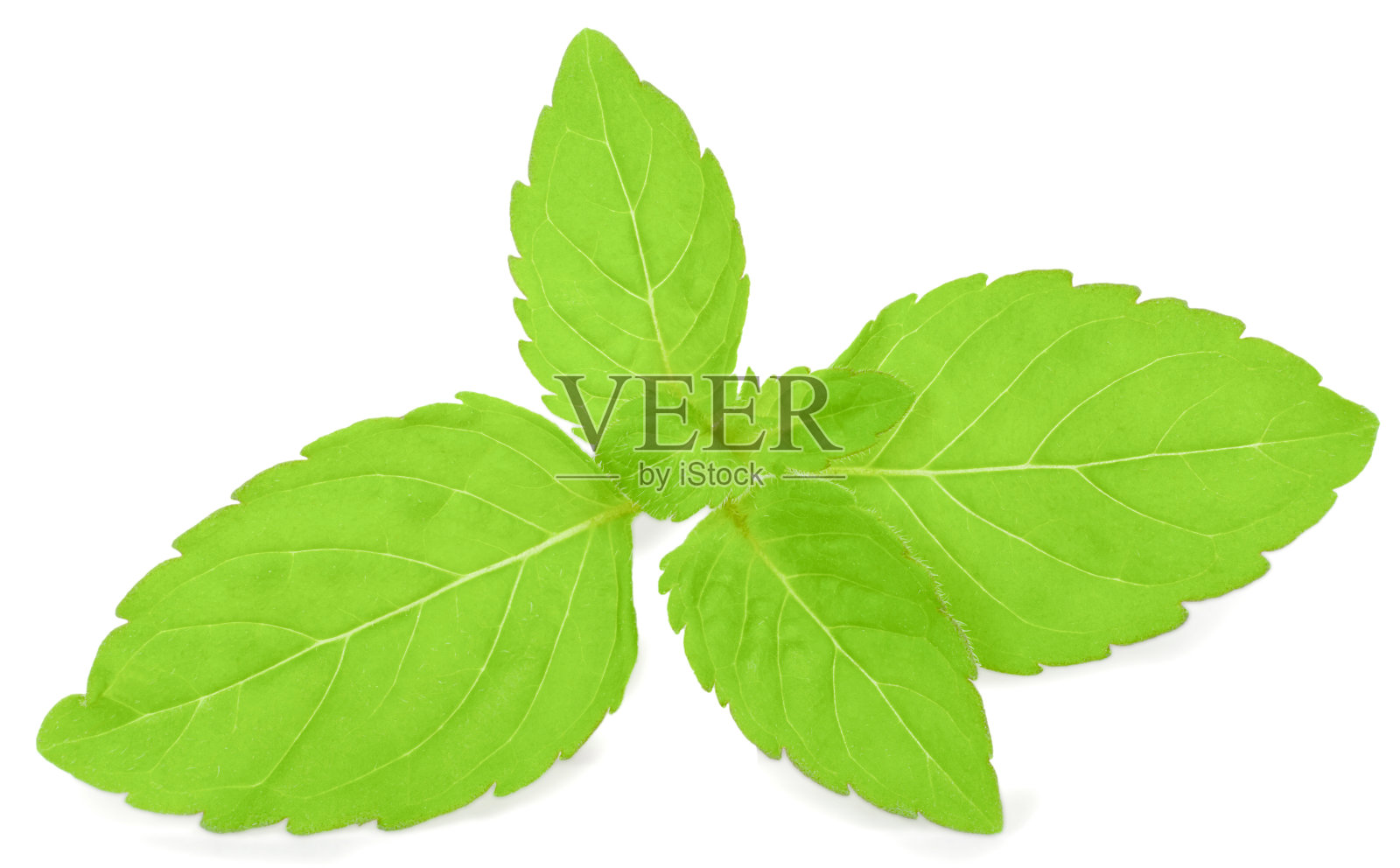 薄荷照片摄影图片