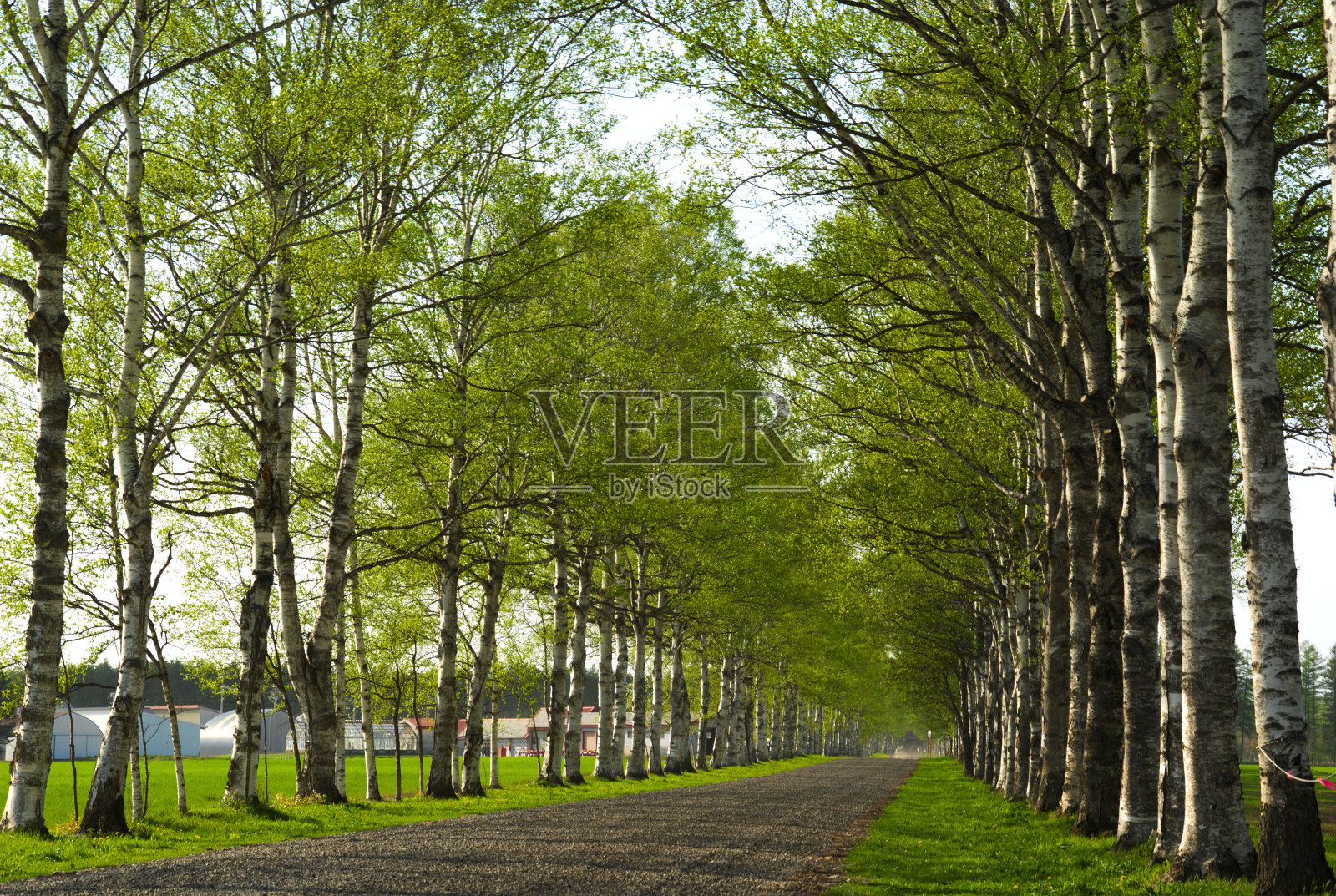 路边的树照片摄影图片