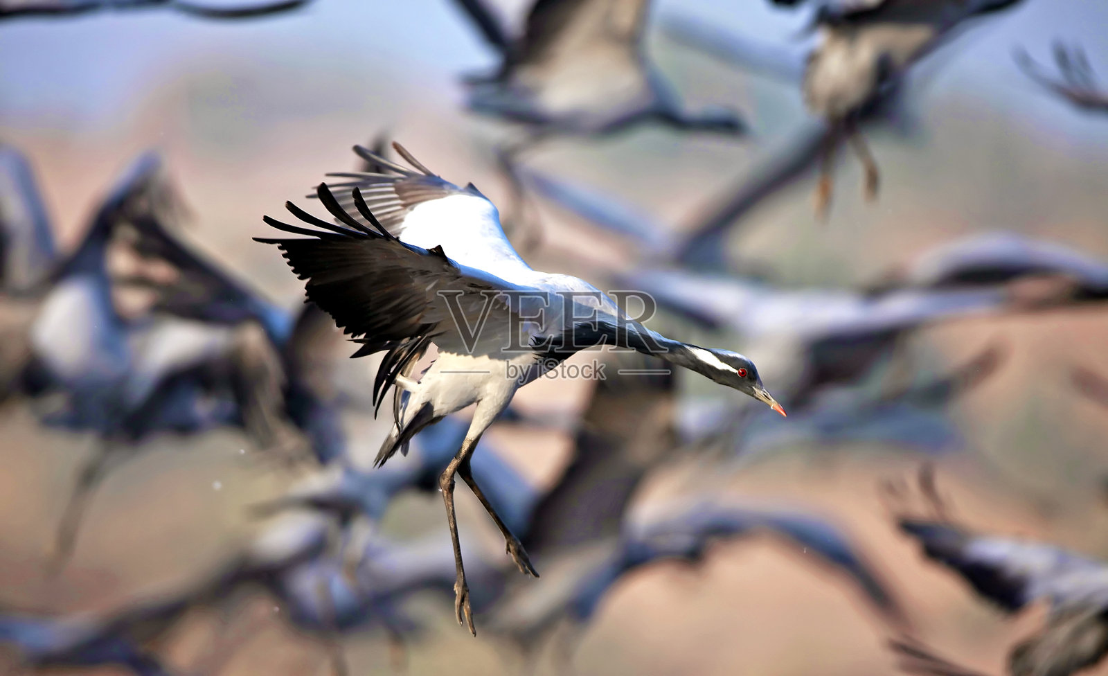蓑羽鹤群照片摄影图片
