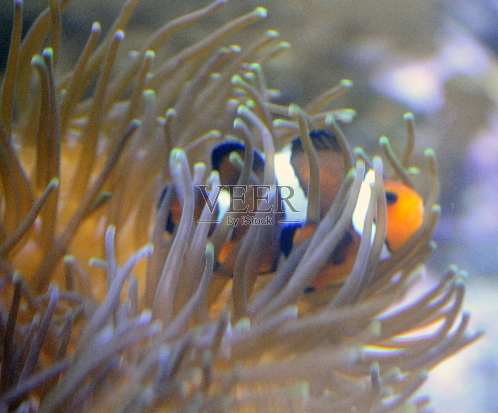 粗短的小丑鱼色彩鲜艳的橙色，白色，黑色的咸水鱼海葵照片摄影图片