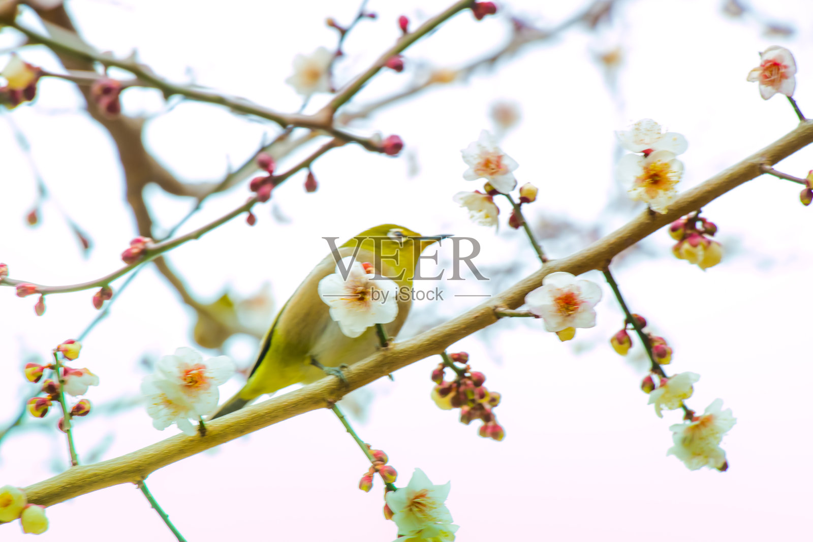 白色樱花枝上的日本白眼鸟的模糊照片摄影图片