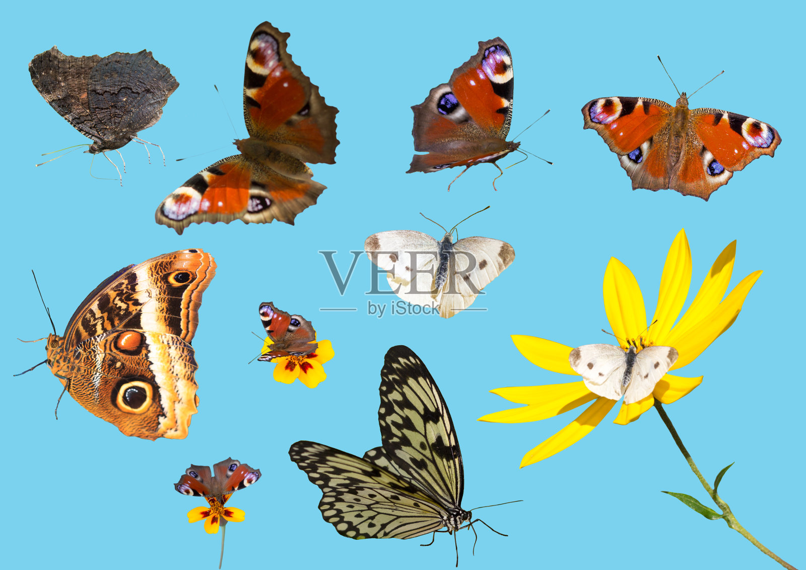 收集孤立的蝴蝶(摄影，自然条件)。照片摄影图片