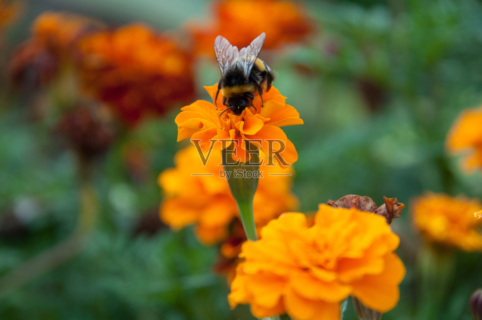 蜜蜂在桔黄色万寿菊上采集花蜜照片摄影图片
