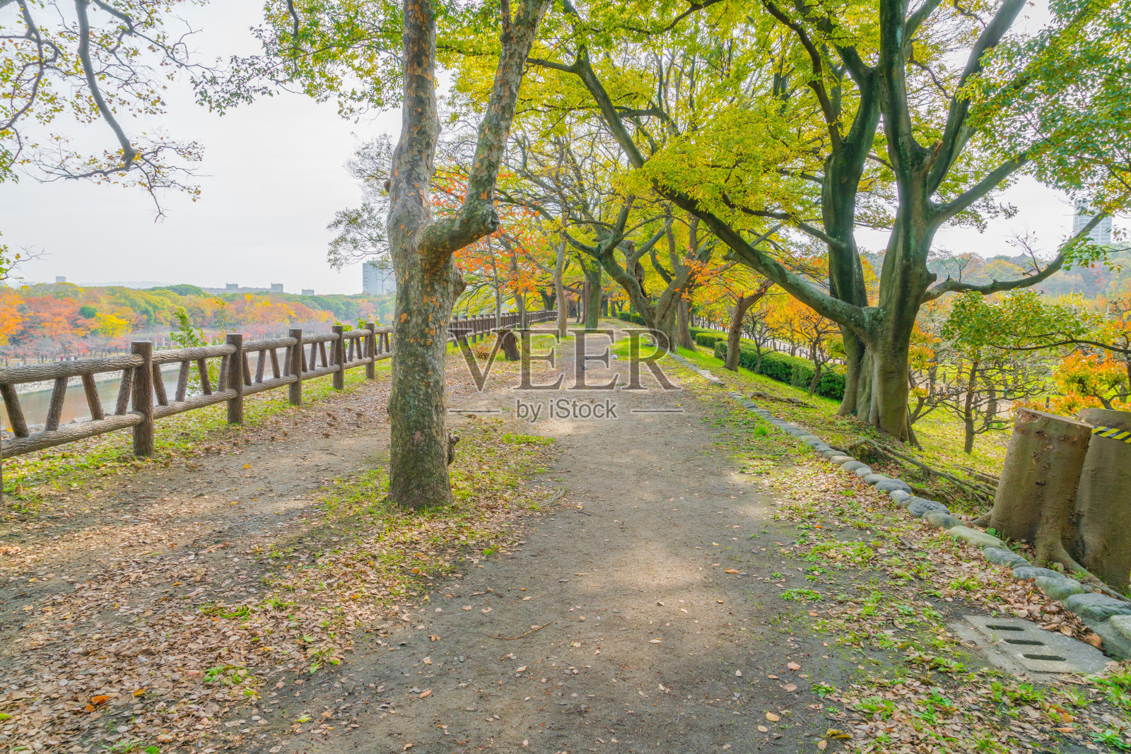 林地路径照片摄影图片
