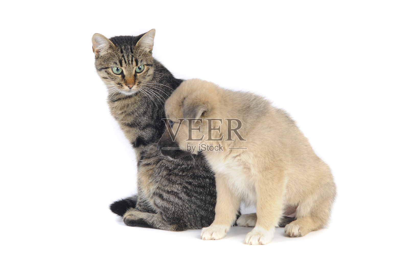 猫和狗照片摄影图片