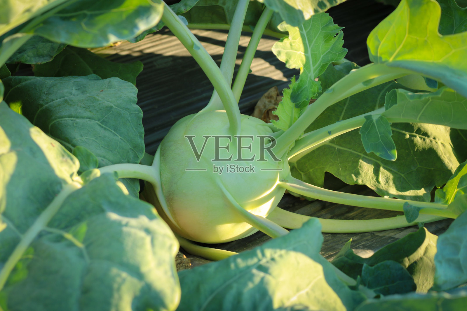 大头菜照片摄影图片