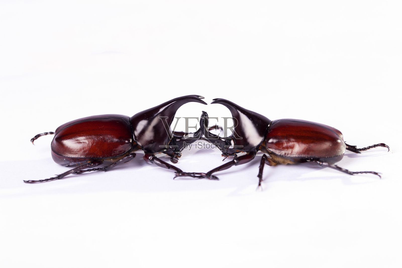 昆虫照片摄影图片