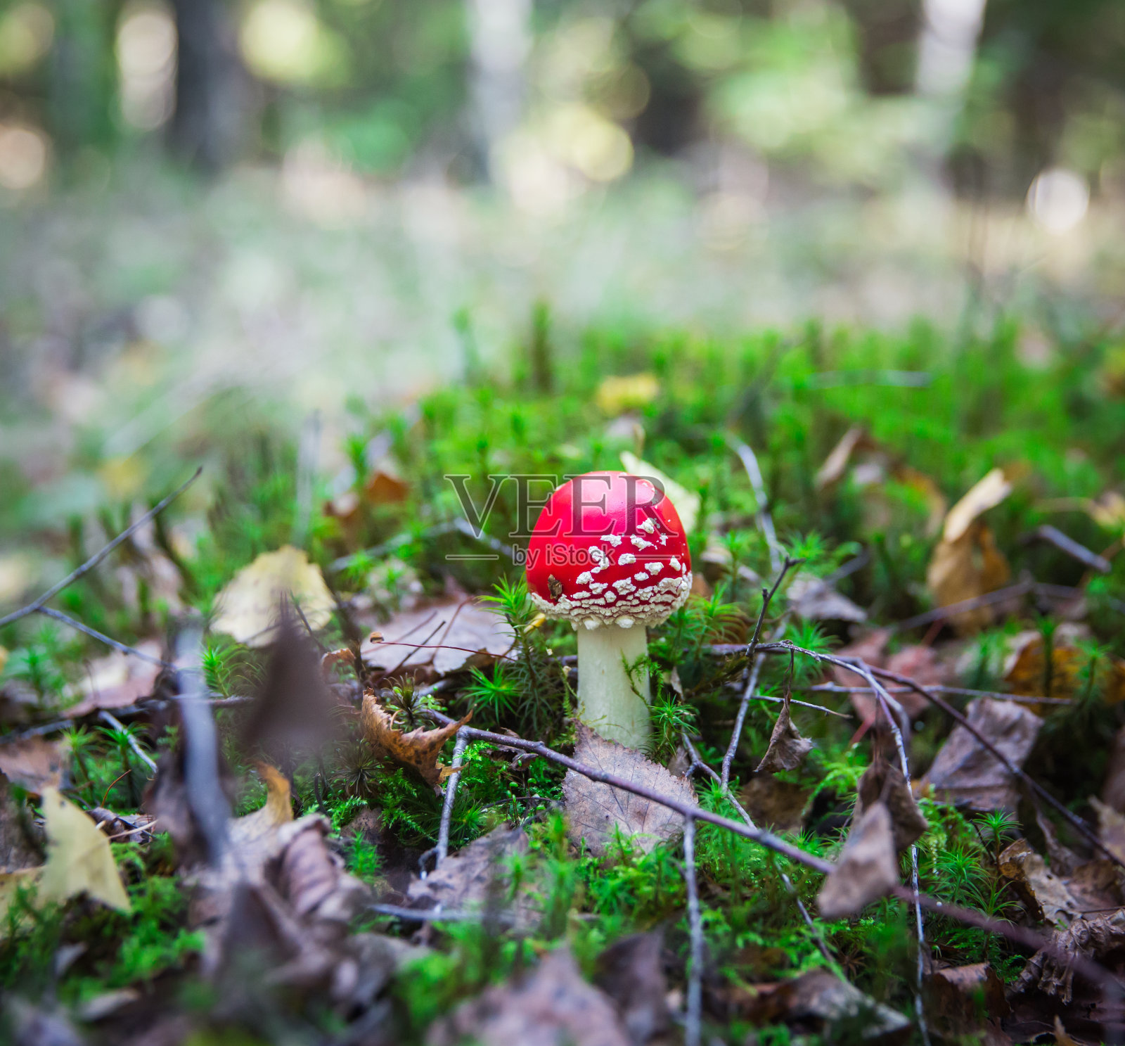 森林里美丽的红色木耳照片摄影图片