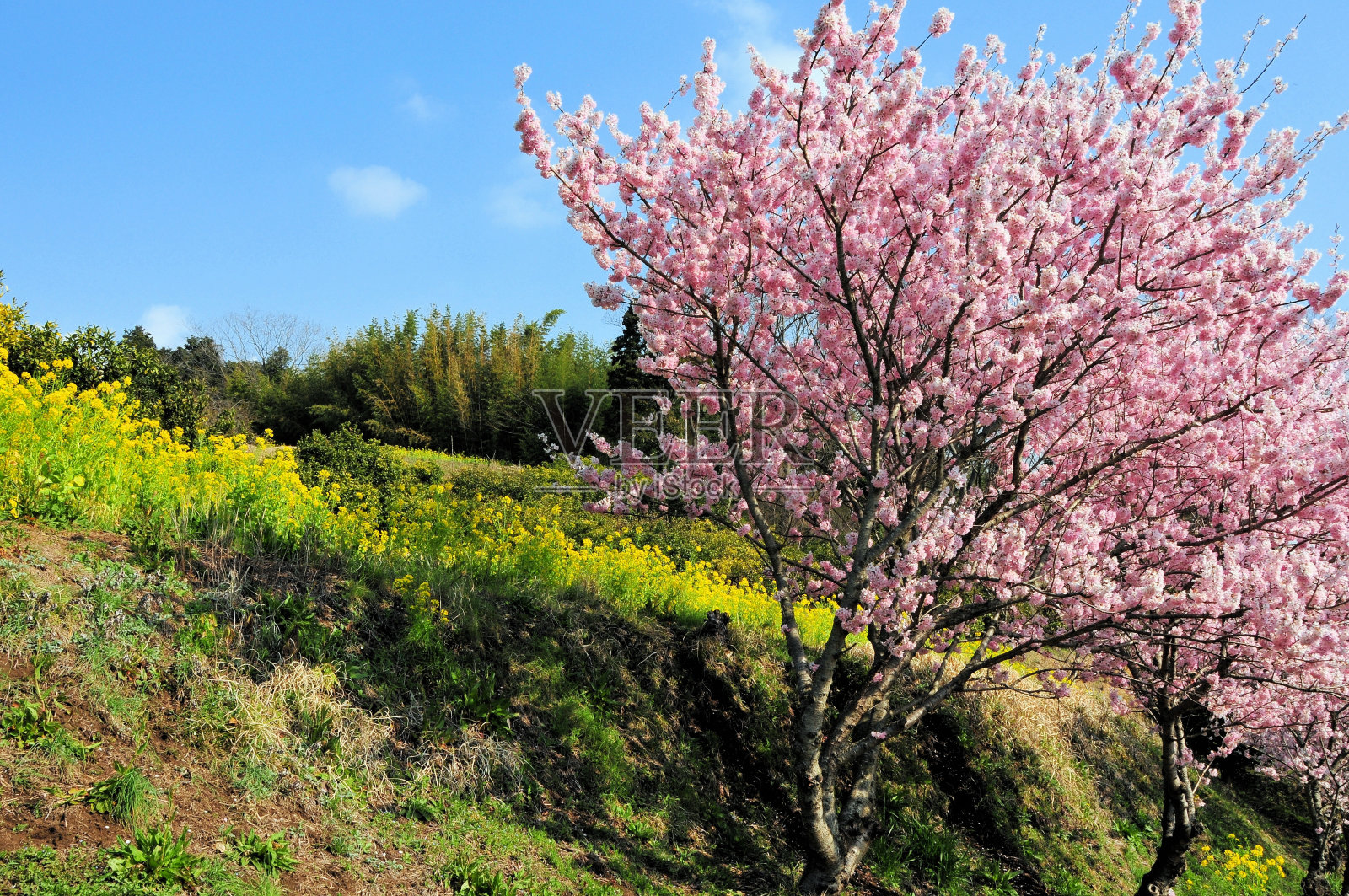 樱桃树和纳米花照片摄影图片