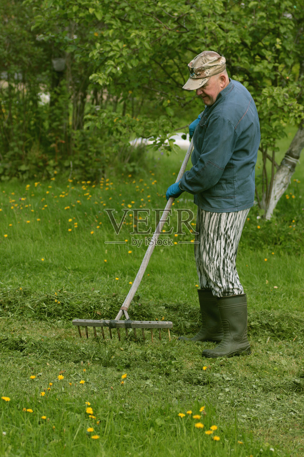 男人收集草耙照片摄影图片