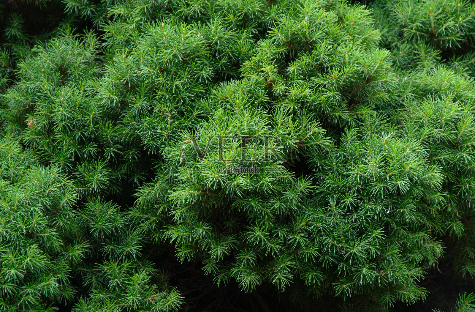 冷杉的绿色背景照片摄影图片