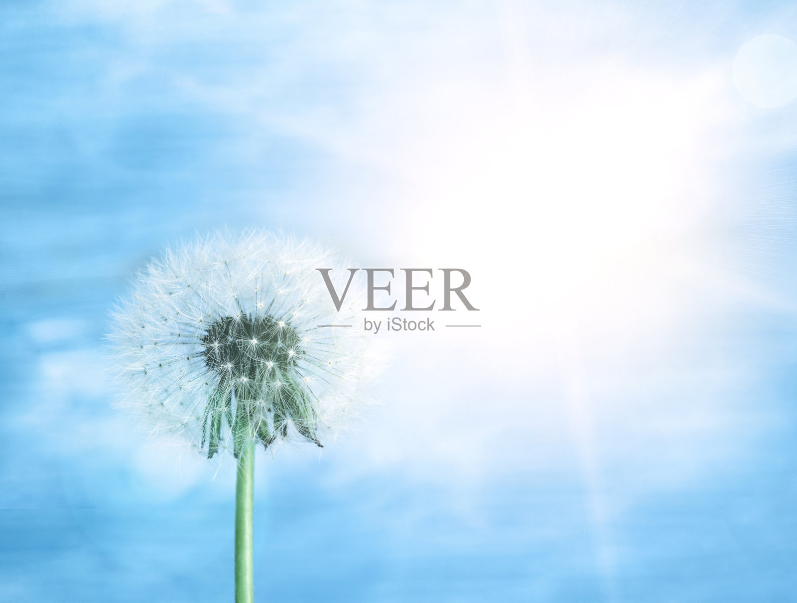 蒲公英的宏照片摄影图片