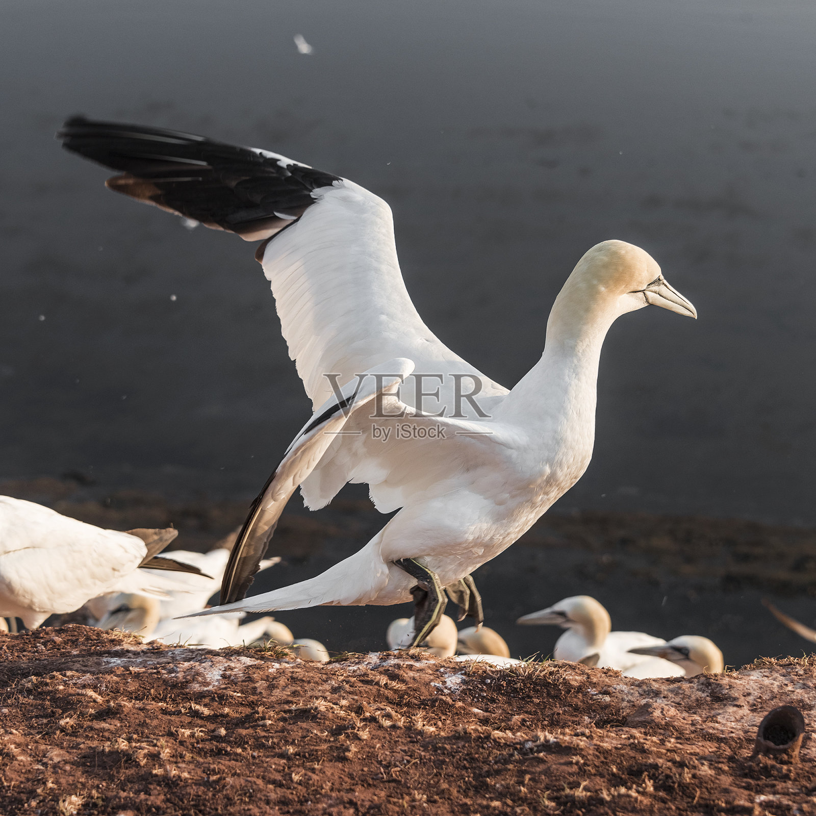 德国赫尔戈兰岛的野生迁徙塘鹅，夏季照片摄影图片